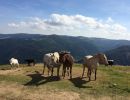 IMG 0259